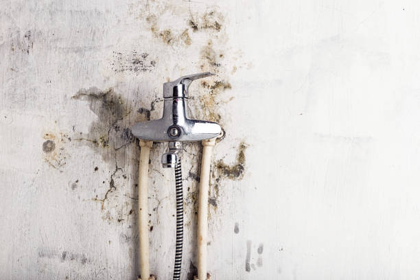 Best Best Mold Removal Companies  in Bellville, OH