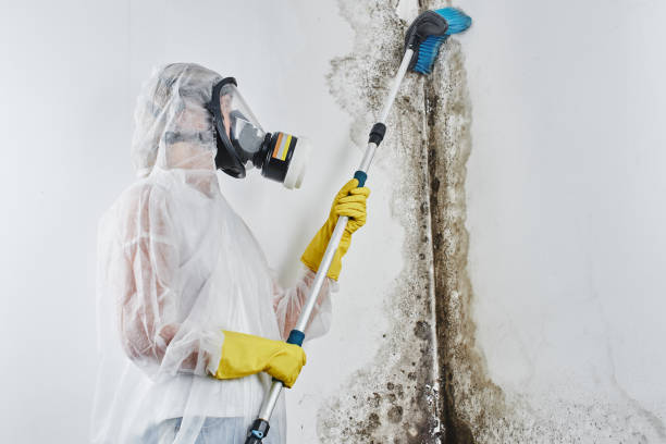 Best Attic Mold Removal  in Bellville, OH