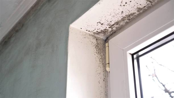 Best Residential Mold Removal  in Bellville, OH