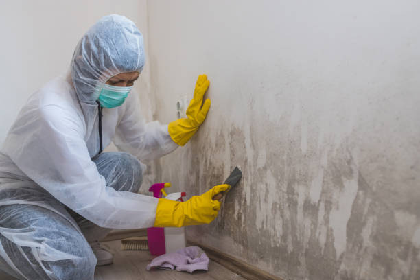 Best Mold Cleaning Services  in Bellville, OH