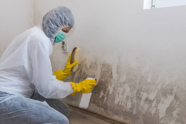 Best Local Mold Removal Service  in Bellville, OH