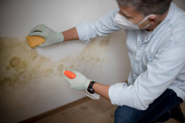 Best Emergency Mold Removal  in Bellville, OH