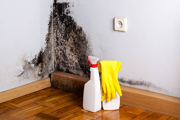 Certified Mold Removal in Bellville, OH