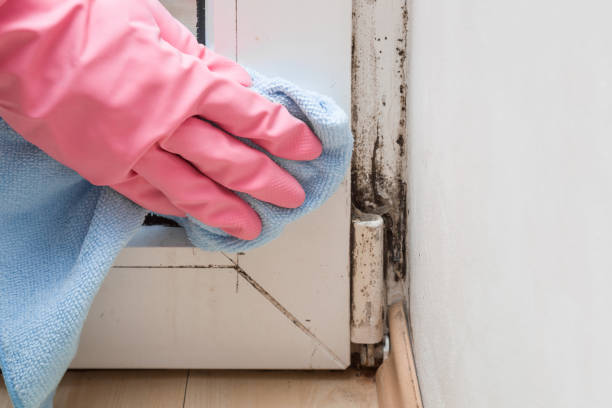 Best Mold Removal Process  in Bellville, OH