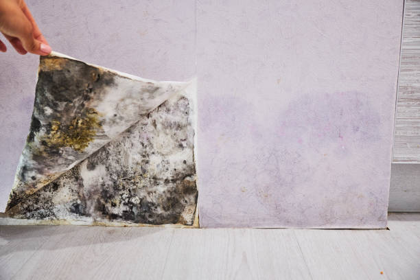 Best Toxic Mold Removal  in Bellville, OH